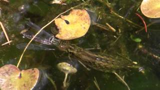 LibellenLarve frisst lebende Libelle  dragonfly larva eating dragonfly [upl. by Hepsiba]