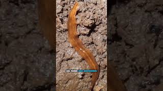 Planaria bipalium depredador Natural de las Lombrices de tierra lombriz lombricultura planaria [upl. by Nrehtak]