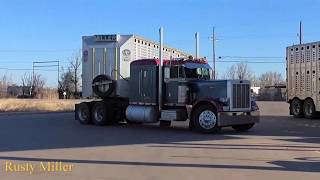 Texas Cattle trucks headed to Kansas [upl. by Enyluqcaj]