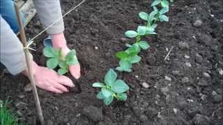 How to Grow Broad Beans [upl. by Jan]