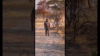 Elephant chasing a man…🐘🤩 goviral wildlife junglesafari southafrica animals india elephant [upl. by Sarkaria294]