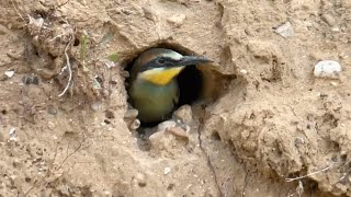 FIRST LOOK At The Lower Beeeater Nest  Norfolk Bee Eaters [upl. by Enilekcaj]