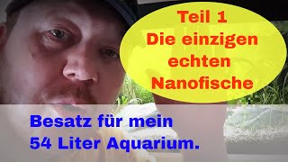 Die einzigen echten Nanofische Fische für mein 54l Aquarium [upl. by Rehtnug]