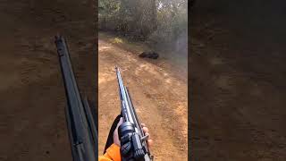 🐗 tir sanglier à 3 mètres  🐗 corsica wildboar aimpoint hunting [upl. by Olim]