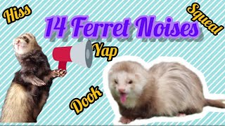 14 Different Noises from Ferrets With Explanations [upl. by Nuoras288]