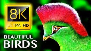 The Greatest BIRD COLLECTION in 8K 60FPS HDR [upl. by Berkshire]