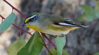 Herdsman Lake Bird Video – Part 8 – Fairywrens Honeyeaters Pardalotes Thornbills [upl. by Luhe]