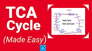 TCA cycle  Krebs cycle Made Easy [upl. by Gensler]