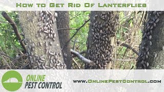 How to Get Rid of Lanternflies [upl. by Airyt659]