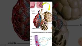 généralités sur lappareil respiratoire 1er cours de physiologie 2 éme médecine [upl. by Krenn]