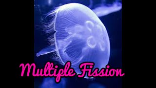 Multiple fission in Tamil [upl. by Leonid]