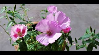 How to grow plant amp care Godetia  Clarkia amoena [upl. by Asiar]