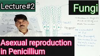 Asexual reproduction in penicillium [upl. by Nevaed]