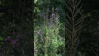 Weidenröschen im Deister bienenweide barsinghausen wald baum entspannung hannover insekten [upl. by Leirbaj491]