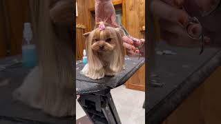 This teacup Yorkie is so cute 🥰 yorkshireterrier doggroominglife jessronagrooming cutedogs [upl. by Lissy]