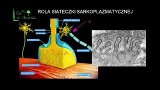 Rola siateczki sarkoplazmatycznej [upl. by Nevsa]