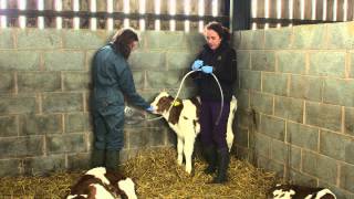 Colostrum feeding  brought to you by AHDB Dairy [upl. by Ahtelahs93]