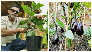 How To Prune Eggplant  Tips For Growing Brinjal [upl. by Remington]