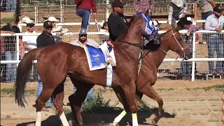 el muletas cuadra alianza vs la doradita cuadra olivas [upl. by Airotel]