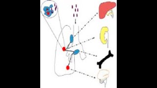 tuberculose pulmonaire et extrapulmonaire [upl. by Sorgalim]