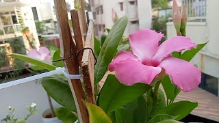 Mandevilla Plant care [upl. by Eugenle]