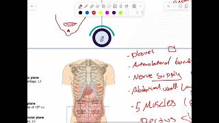 LEC 6 Anatomy GI system [upl. by Thursby173]