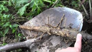 Digging Burdock Root [upl. by Ardnossac]