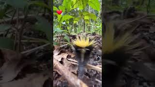 Lowland streaked tenrec [upl. by Ahsimot]