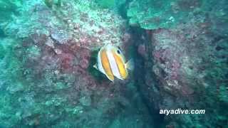 세동가리돔Chaetodon modestus Brownbanded butterflyfish [upl. by Chatwin255]