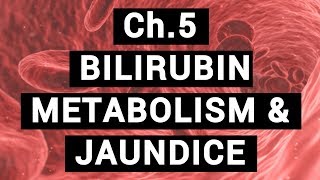 Ch5 BILIRUBIN METABOLISM amp JAUNDICE  BLOOD PHYSIOLOGY [upl. by Yetnruoc]