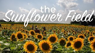 This gorgeous sunflower field is a mustvisit in Pennsylvania [upl. by Eixela]