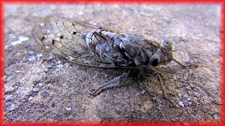 Cicadas sound in Provence Chant des cigales en Provence France HD videoturysta [upl. by Tahpos]