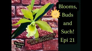 Blooms Buds and Such Epi 21 Orchid Updates [upl. by Auburta]