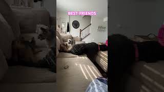 Playful Puppies💕  And Penni’s Hormones🤣 [upl. by Nolad]