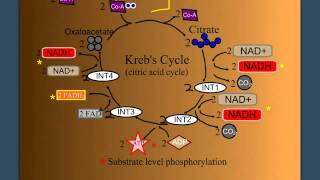 Krebs cycle song let it rock parody University of Ottawa [upl. by Annice]