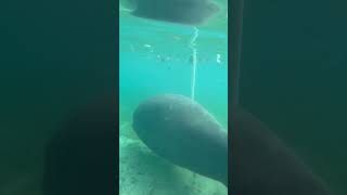 We found MANATEES at Silver Springs Exploring [upl. by Asseret164]