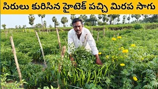 సిరిలు కురిపిస్తున్న హైటెక్ పచ్చి మిరప సాగు  hytech green chilli cutivation [upl. by Darlene925]