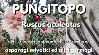 Pungitopo Ruscus aculeatus [upl. by Inek]