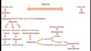 Biochemistry 1  Sec 7  Final General Scheme for practical Exam of Biochemistry [upl. by Ahron]