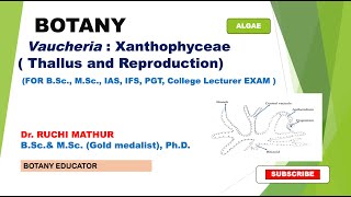 Vaucheria  BSc I year MSc Botany [upl. by Hafinah400]