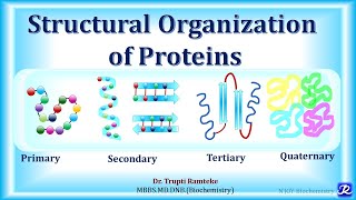 2 Structural organization of proteins Amino acid chemistry  Biochemistry  NJOY Biochemistry [upl. by Thema]