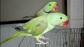 My Sweetheart Alexandrine Parrot Talking in UrduHindi [upl. by Hakan]