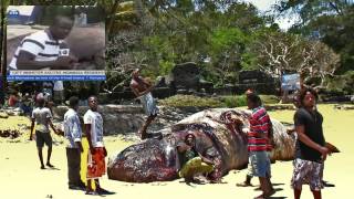 The Sperm whale of Mtwapa Kenya Mombasa [upl. by Aynuat424]