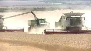 GCTV13 Wheat Optimal Flowering for More Yield Part 2 [upl. by Annol791]