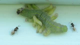 Parasitoid wasp larvae exiting a caterpillar [upl. by Anelec]