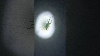 গ্রাসোফার কান্ড  grasshopper shorts  youtubeshorts  pest viral [upl. by Nillek]