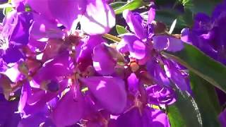 Цветущие фиалковые деревья Тибучина Tibouchina Granulosa Хойи С 8 Марта [upl. by Selle449]