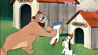 Wags to Riches 1949 MGM Droopy Dog Cartoon Short Film [upl. by Amby]