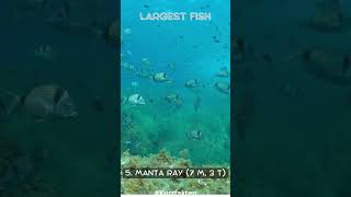 Top 5 largest fisch fakten ozean animals facts animalshorts [upl. by Sutniuq]