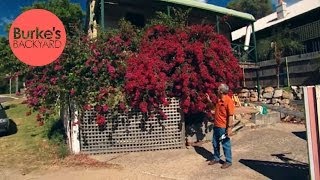 Burkes Backyard How to Keep A Bougainvillea Flowering [upl. by Nnyre]